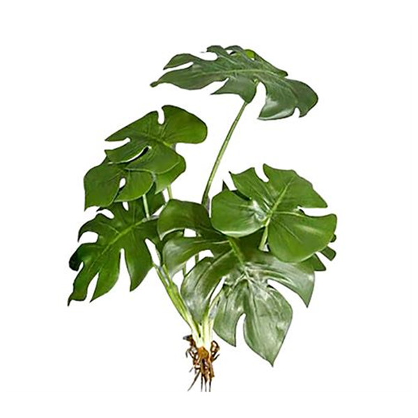 FL145 ΦΥΛΛΑ MONSTERA ΜΕ ΡΙΖΑ, 50CM